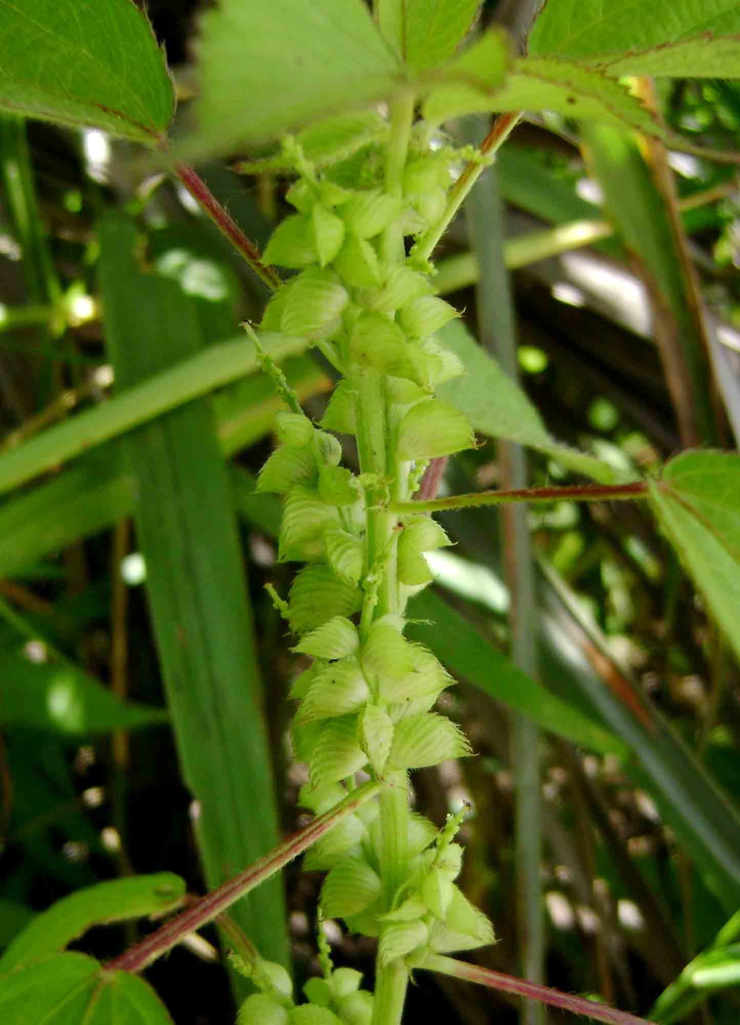 Acalypha fimbriata
