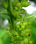 Acalypha fimbriata