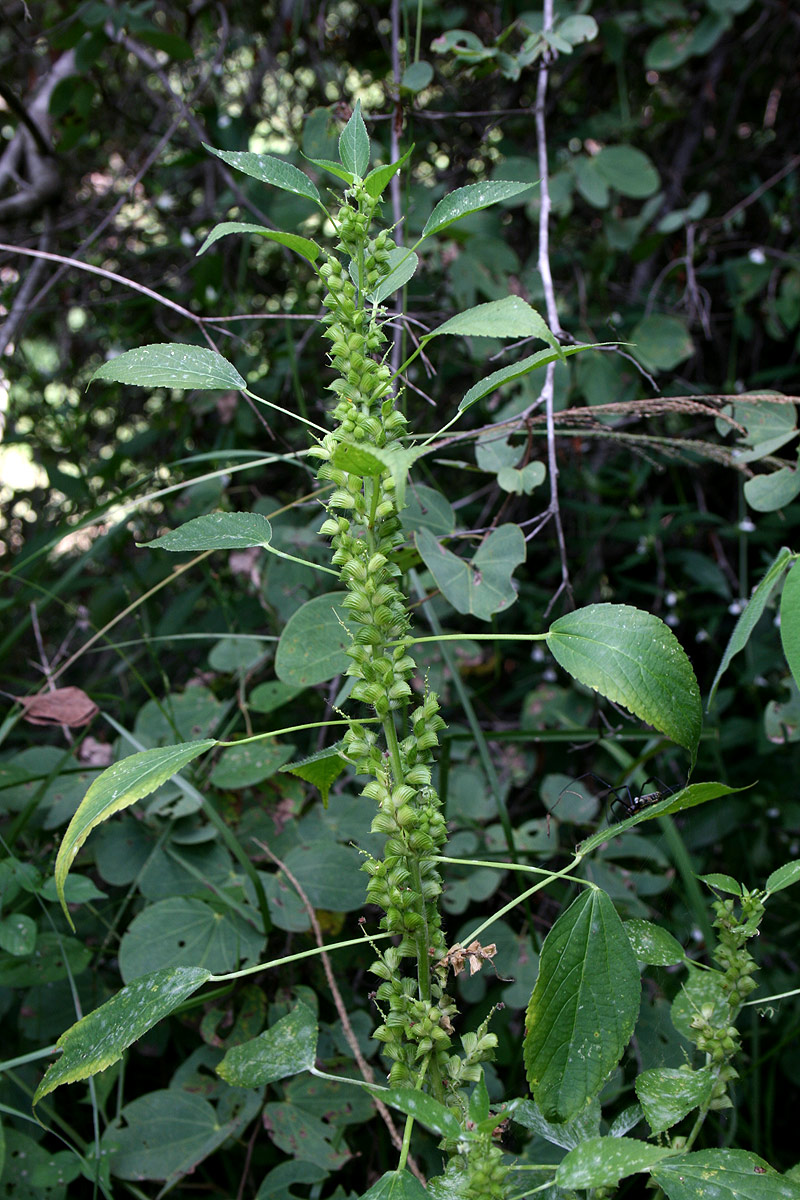 Acalypha fimbriata