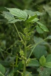 Acalypha fimbriata