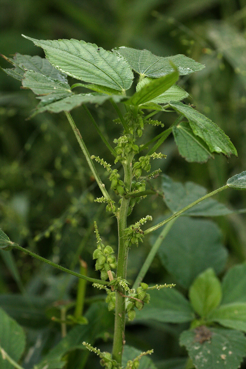 Acalypha fimbriata