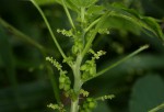 Acalypha fimbriata