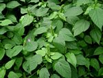 Acalypha ornata