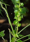 Acalypha ornata