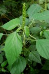 Acalypha ornata