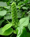 Acalypha ornata