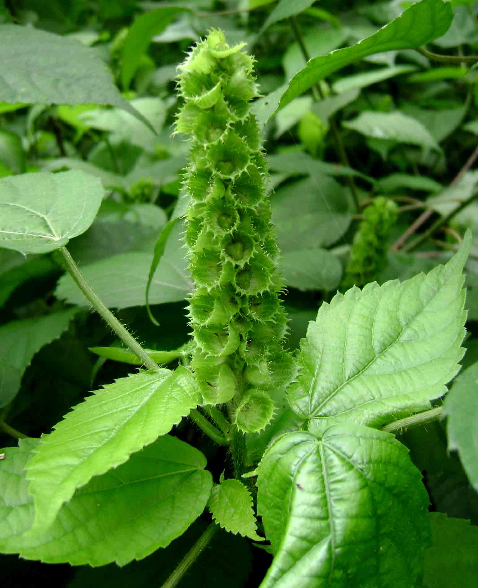 Acalypha ornata