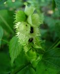 Acalypha ornata