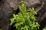 Acalypha segetalis