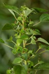 Acalypha segetalis