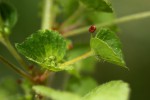 Acalypha segetalis