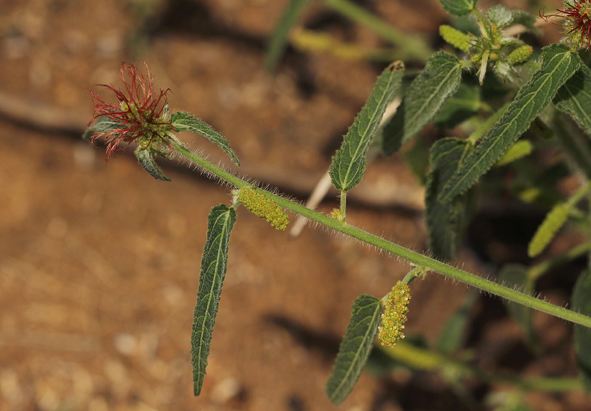 Acalypha petiolaris