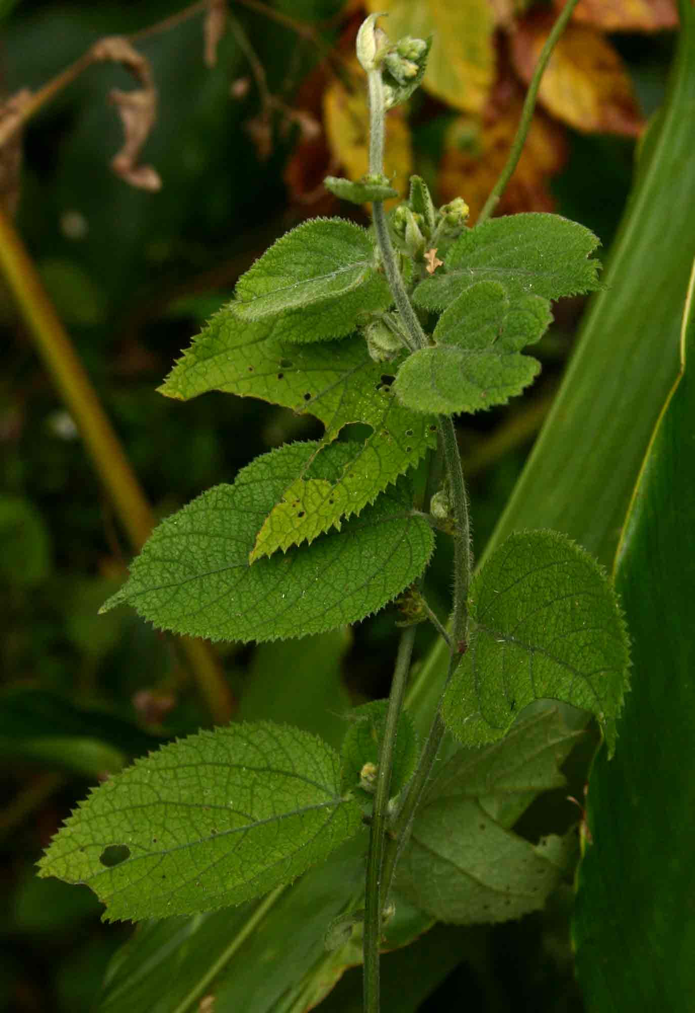 Tragia brevipes
