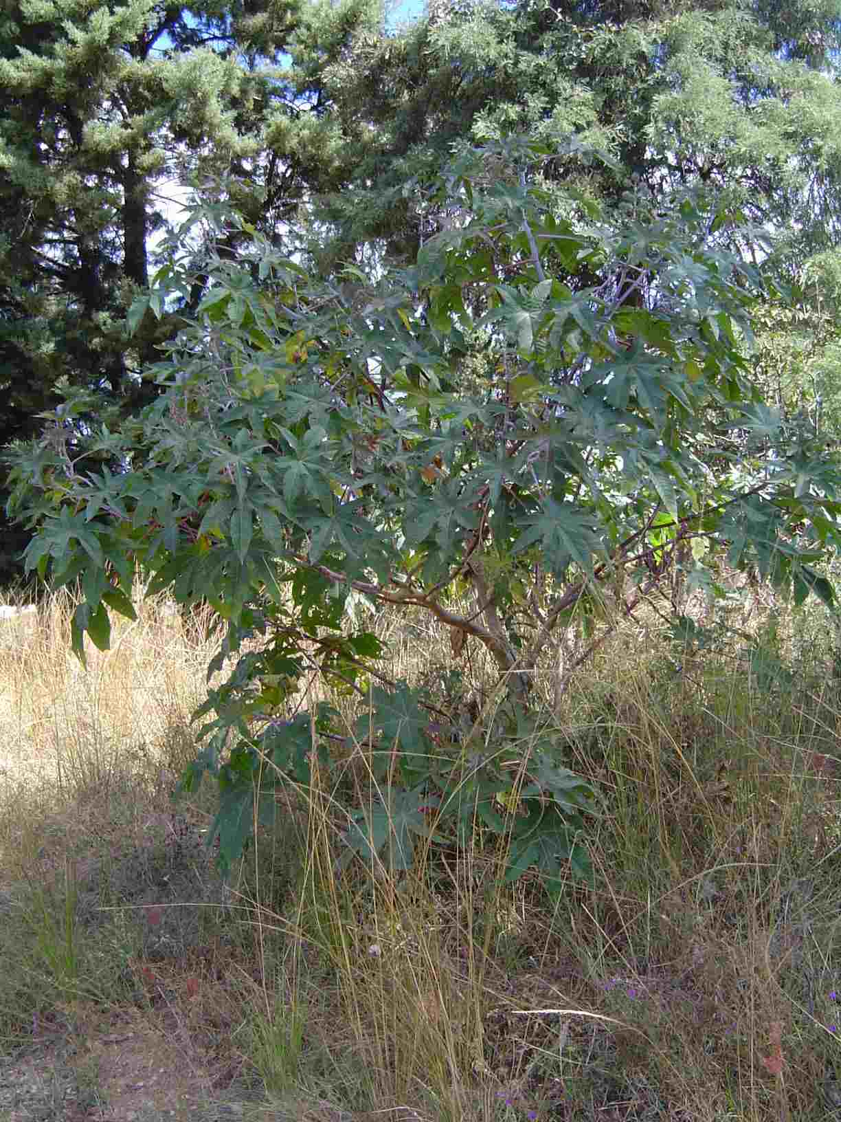 Ricinus communis var. communis Ricinus communis var. communis