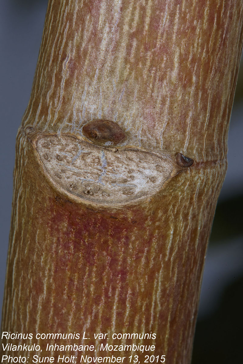 Ricinus communis var. communis Ricinus communis var. communis