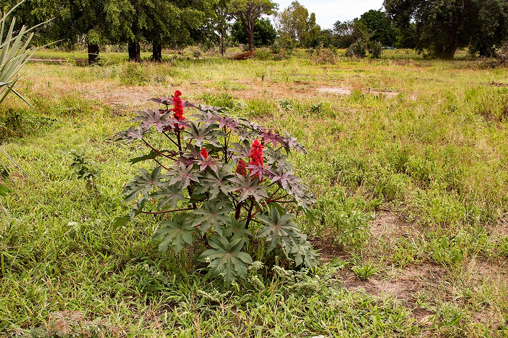 Ricinus communis var. communis Ricinus communis var. communis