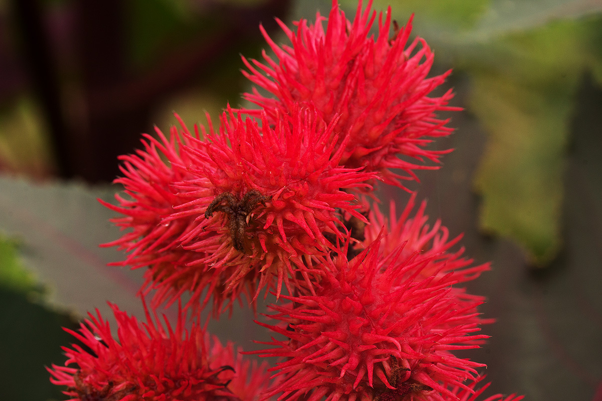 Ricinus communis var. communis Ricinus communis var. communis