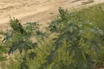 Ricinus communis var. communis