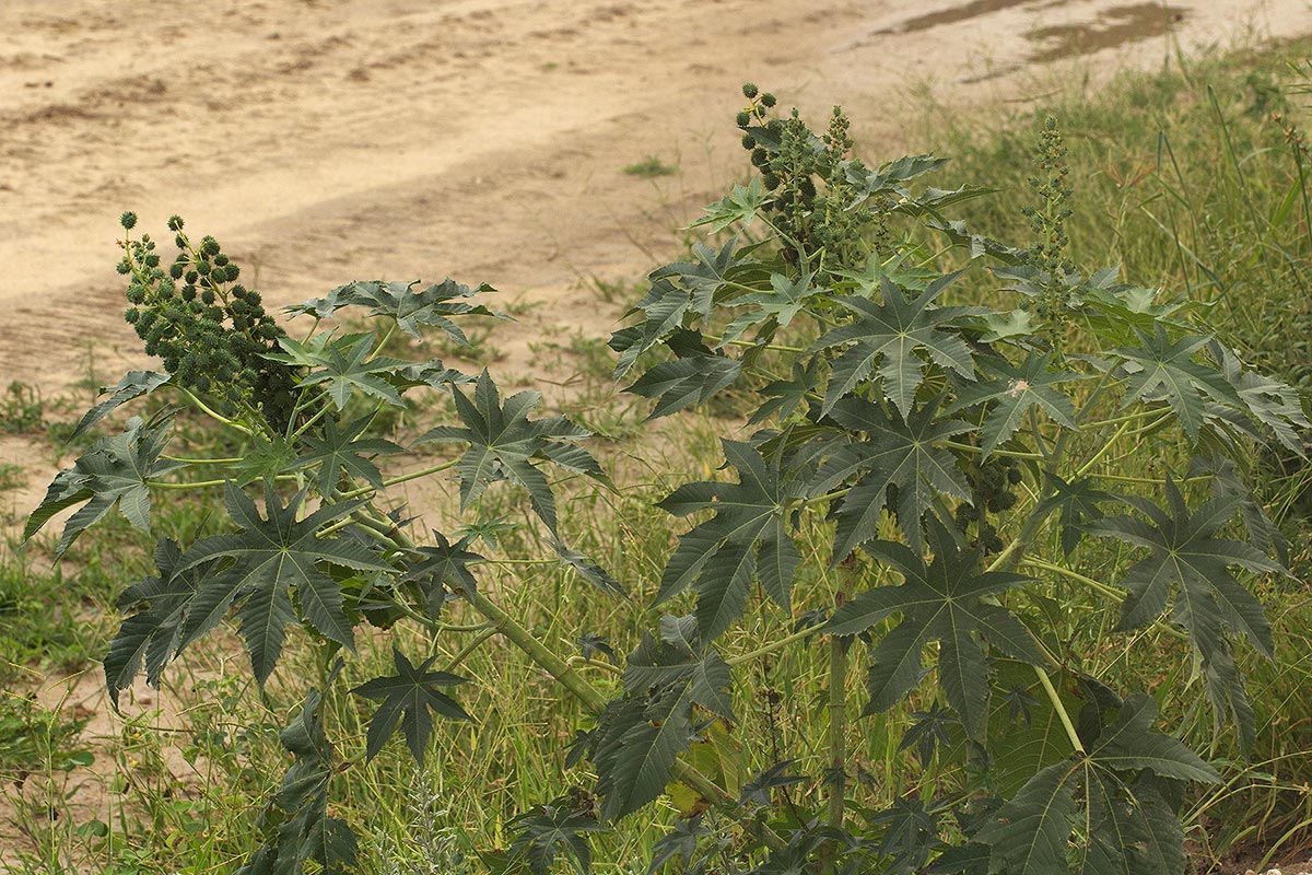 Ricinus communis var. communis Ricinus communis var. communis