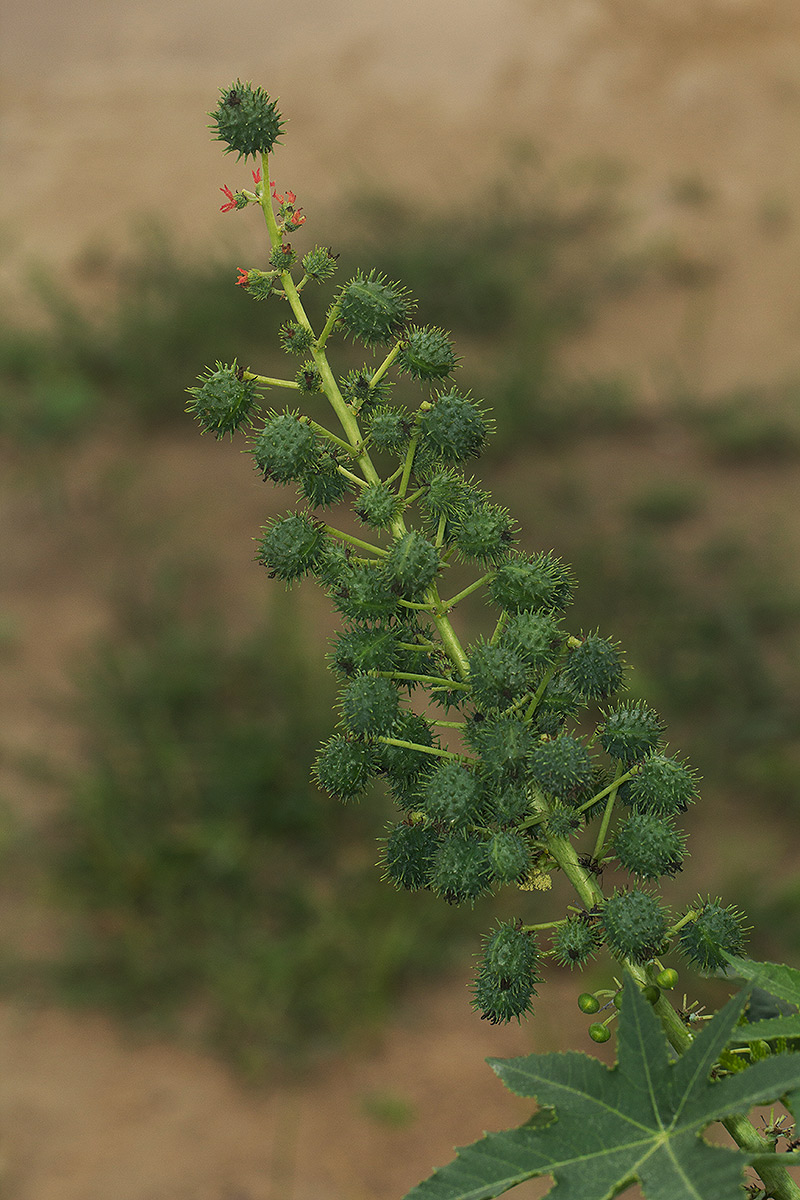 Ricinus communis var. communis Ricinus communis var. communis