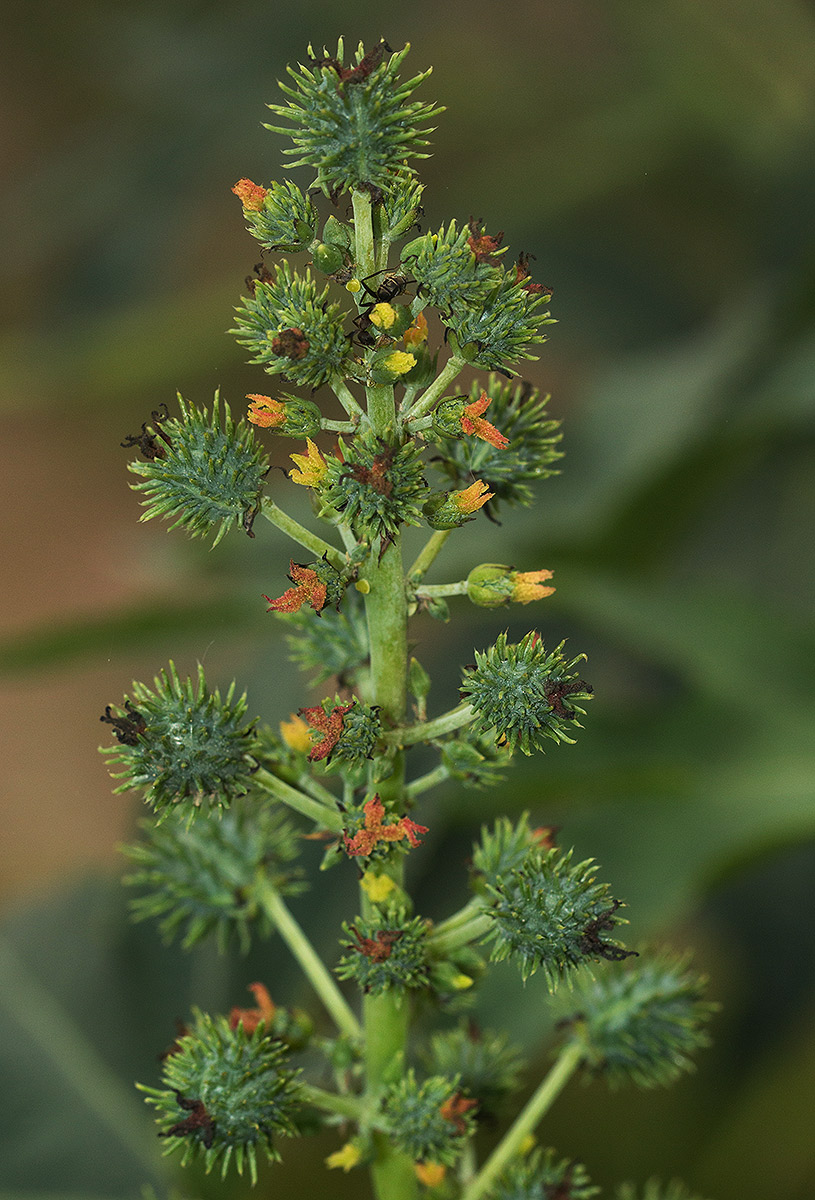 Ricinus communis var. communis Ricinus communis var. communis