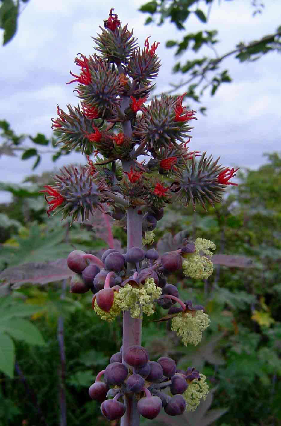 Ricinus communis var. communis Ricinus communis var. communis