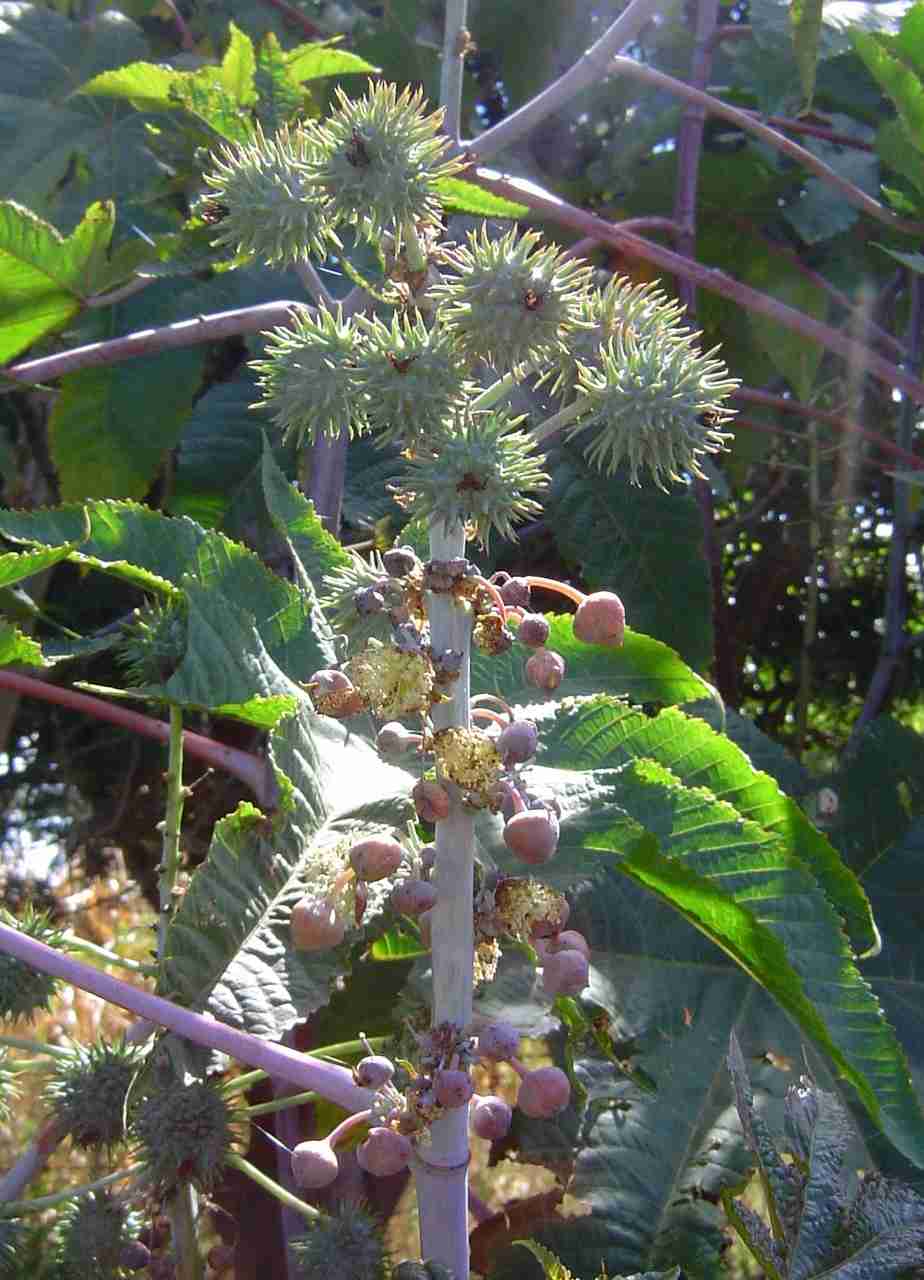 Ricinus communis var. communis Ricinus communis var. communis