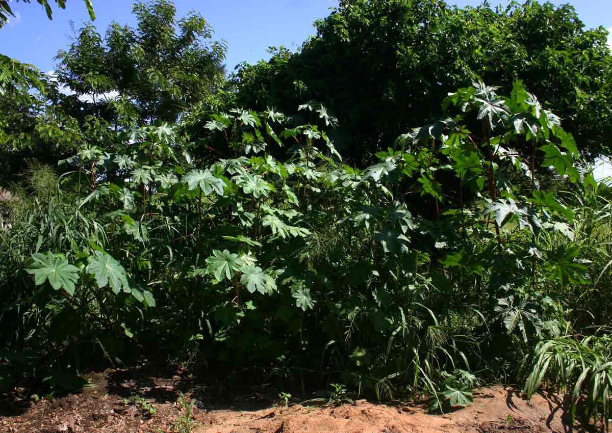 Ricinus communis var. communis Ricinus communis var. communis