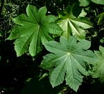 Ricinus communis var. communis