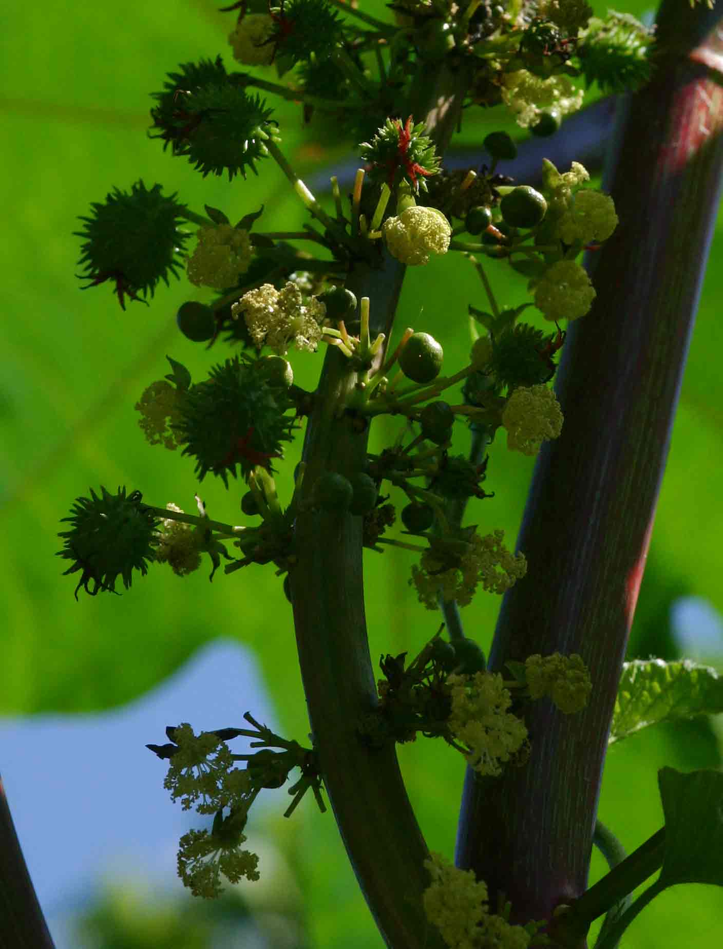 Ricinus communis var. communis Ricinus communis var. communis