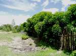 Jatropha curcas