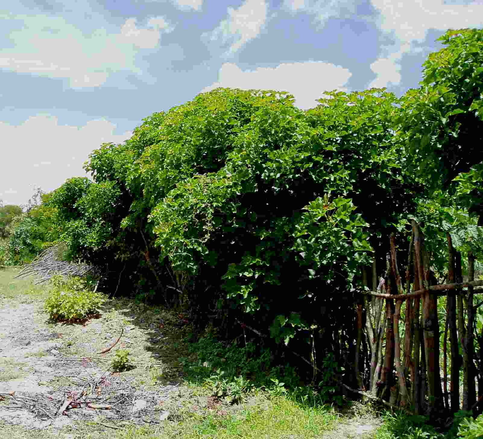 Jatropha curcas