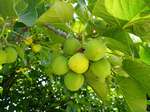 Jatropha curcas