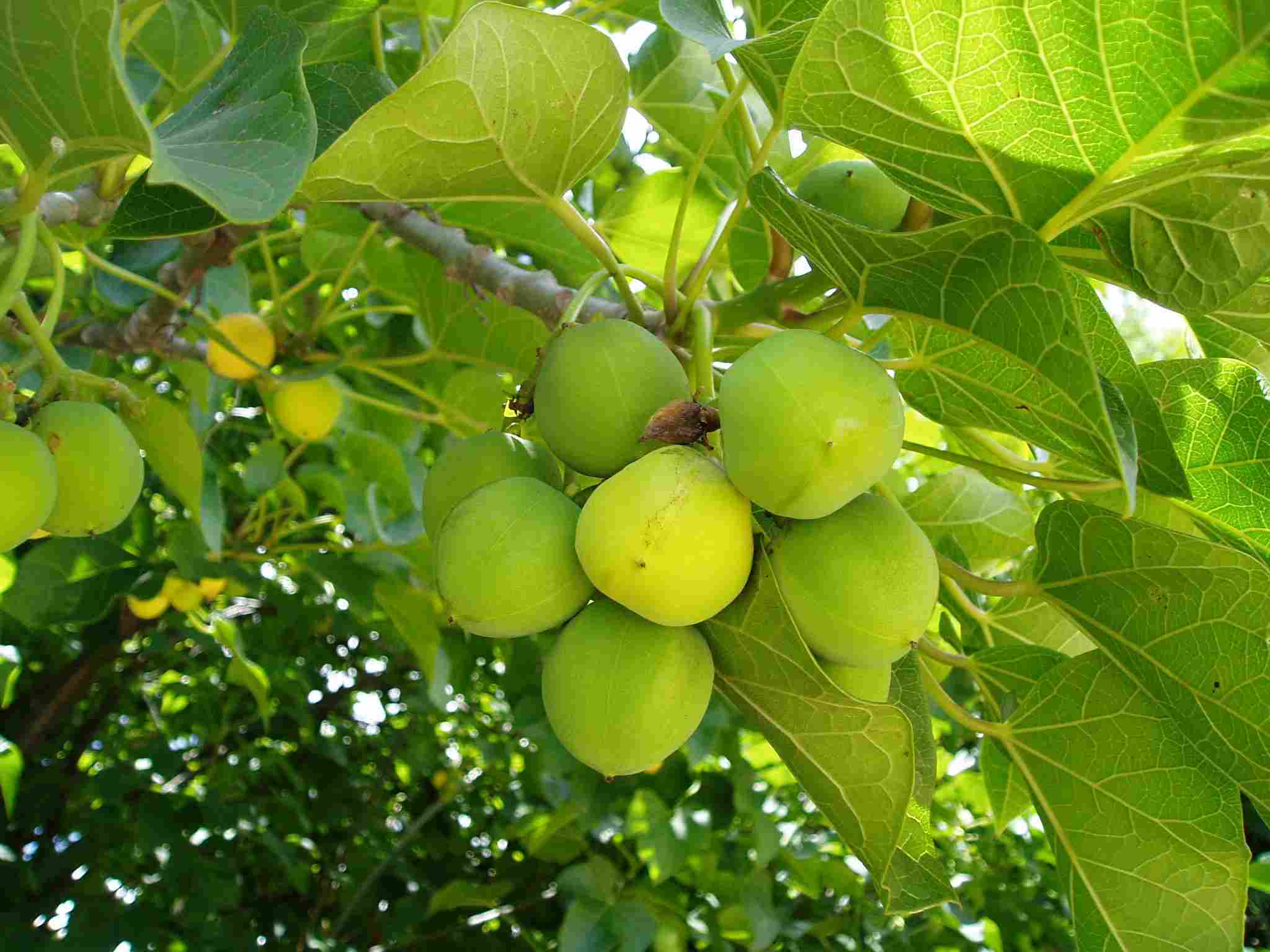 Jatropha curcas