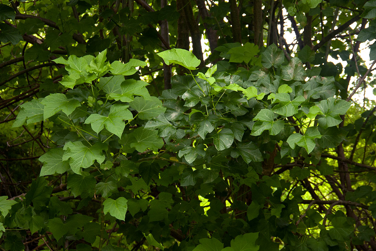 Jatropha curcas