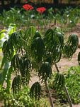 Jatropha multifida