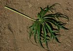 Jatropha multifida
