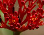 Jatropha multifida
