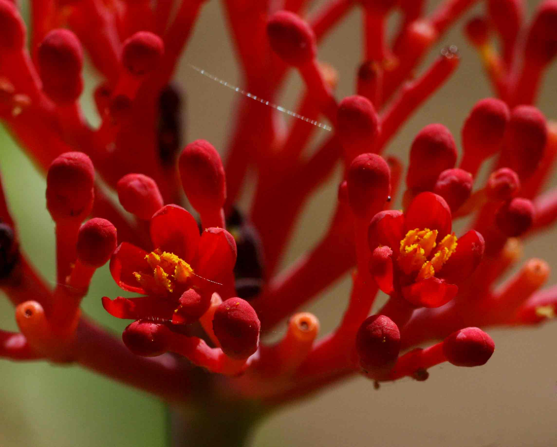 Jatropha multifida