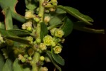 Clutia paxii