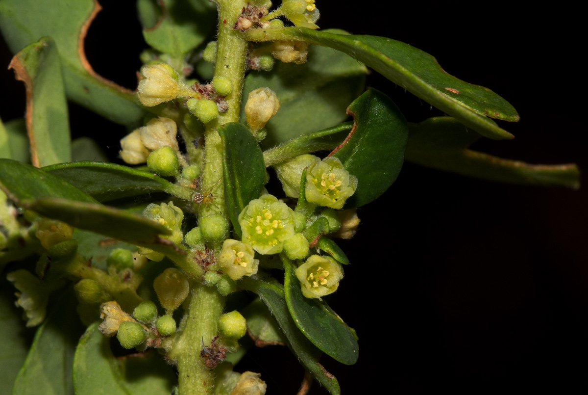 Clutia paxii