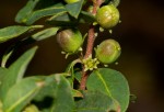 Clutia paxii