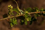 Clutia paxii