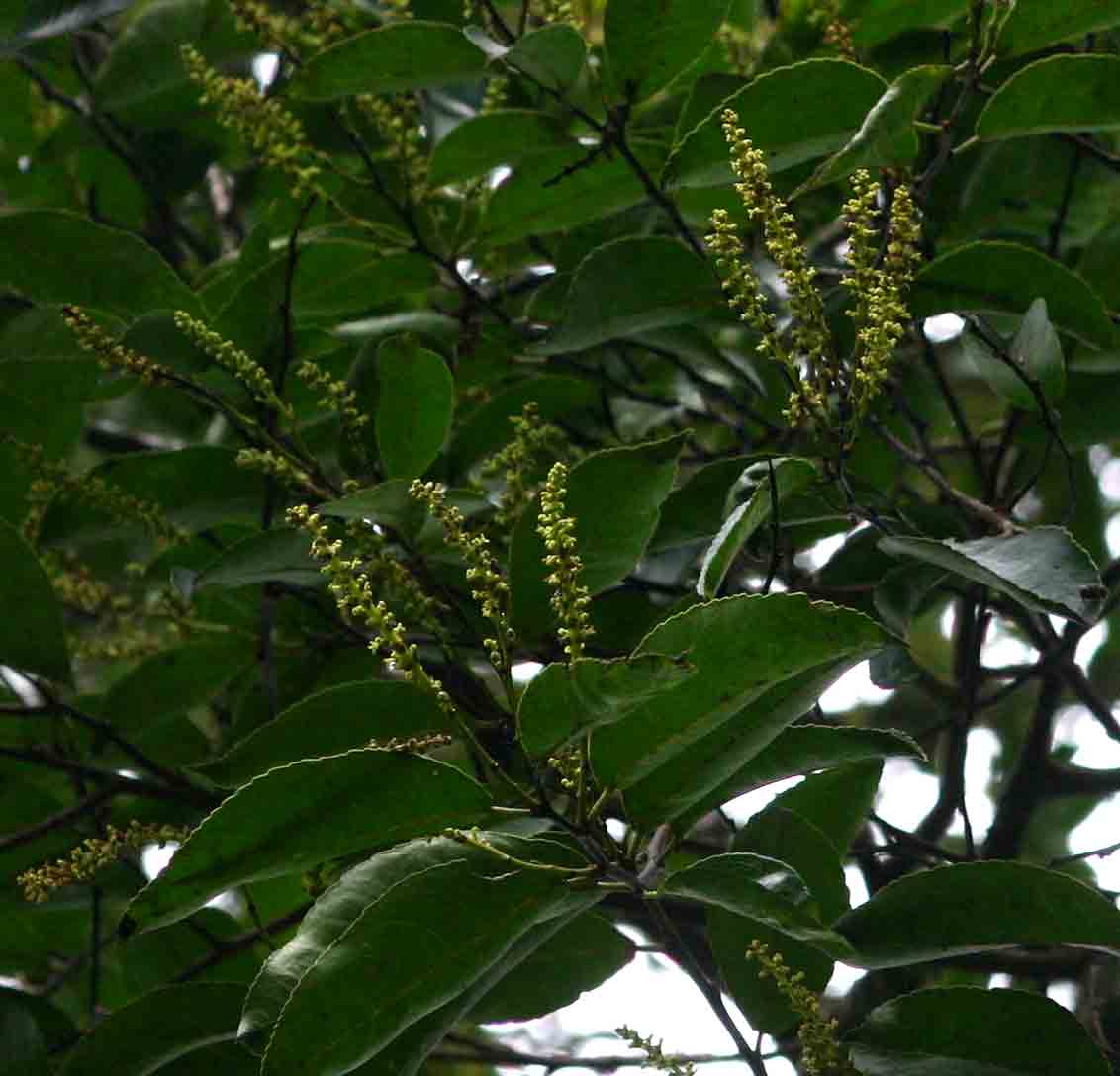 Shirakiopsis elliptica
