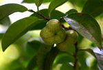 Shirakiopsis elliptica