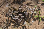 Euphorbia hirta