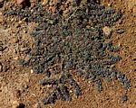 Euphorbia prostrata