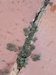 Euphorbia prostrata