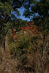 Euphorbia pulcherrima