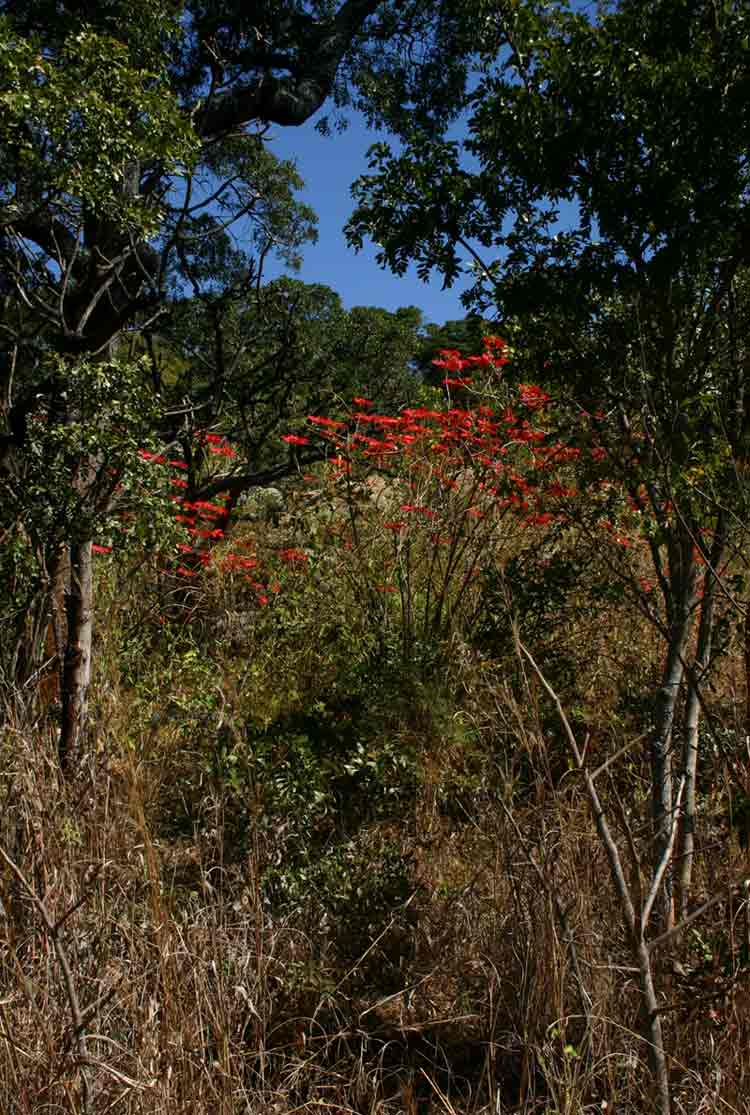Euphorbia pulcherrima